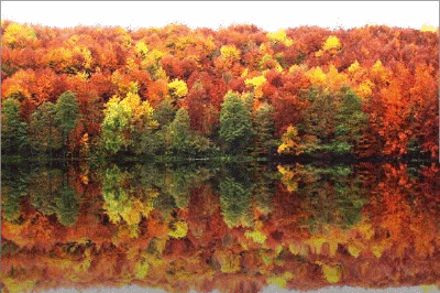秋天 树木 水波