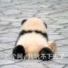 萌宠 熊猫 这个网 我玩不下去了 呆萌 可爱