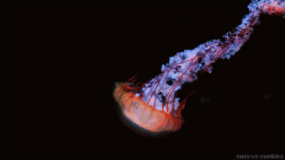 水母 绚丽 黑暗 神奇 海洋 ocean nature
