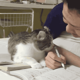 写作业 猫咪 赖皮 捣乱