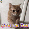 萌宠 猫咪 猫 赞 击掌 give me five soogif soogif出品