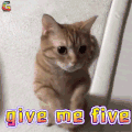萌宠 猫咪 猫 赞 击掌 give me five soogif soogif出品