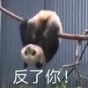萌宠 熊猫 反了你 嫌弃 呆萌 可爱