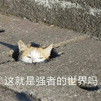 这 就是 强者 世界 猫