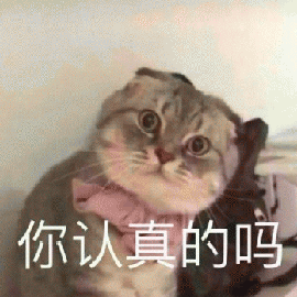 萌宠 猫咪 猫 喵星人 你认真的吗 蒙圈