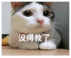 喵星人 摇头 没救了 可爱 猫