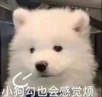 萌宠 汪星人 小狗狗也会烦 叹气 呆萌 可爱