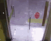 小猫 小狗 玻璃 奔跑