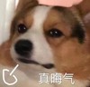 萌宠 汪星人 真晦气 无奈 呆萌 可爱
