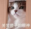 萌宠 喵星人 关爱傻子 看着你 搞怪 逗