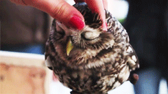 猫头鹰 享受 睡觉 手 owl
