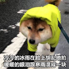 萌宠 汪星人 冷冷的冰雨在脸上胡乱地拍 暖暖的眼泪 呆萌 可爱