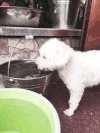 狗狗 萌宠 喝水 摇头