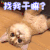 萌宠 猫咪 猫 蒙圈 找我干嘛 soogif soogif出品