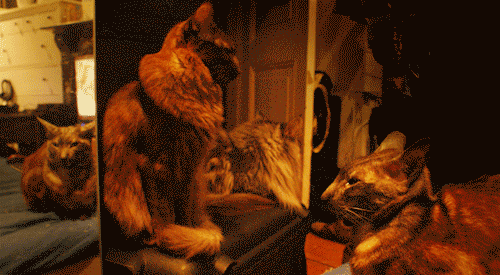 猫咪 镜子 观望 可爱