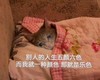 萌宠 猫星人 别人的人生五颜六色 我就是乐色 呆萌 可爱