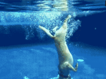 狗狗 潜泳 游泳池 厉害 寻找