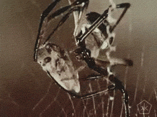 蜘蛛 织网 特写 动物
