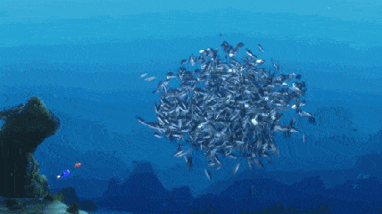 小鱼 海洋 蓝色 海底