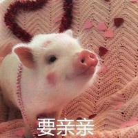 萌宠 猪 要亲亲 么么哒 可爱 呆萌
