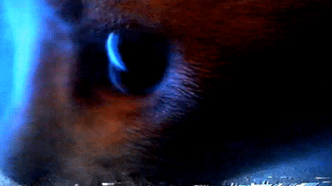 猫 故障 艺术 眼睛