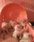 猫咪 喵星人 搞笑 可爱 淘气