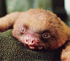 树懒 sloth 呆萌 注视