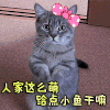猫咪 可爱 呆萌 斗图 拜托 人家这么萌 给点小鱼干嘛