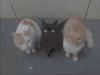 恐怖 雷人 变身 啊 猫妖来了