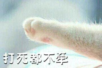 猫爪 打死都不牵 搞笑 可爱