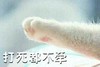 猫爪 打死都不牵 搞笑 可爱