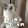 萌宠 喵星人 我超可爱的 养我养我 呆萌 机灵