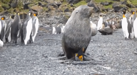 企鹅 penguin 左顾右盼