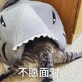 萌宠 猫 猫咪 喵星人 不愿面对 拒绝