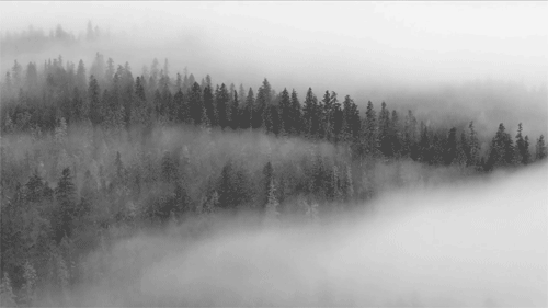 森林 树木 云雾缭绕 自然 forest