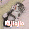 猫咪 可爱 奶猫 吃jiojio soogif soogif出品
