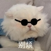 萌宠 猫星人 别烦 走开 搞怪 呆萌