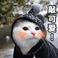 萌宠 猫咪 猫 敲可爱 萌