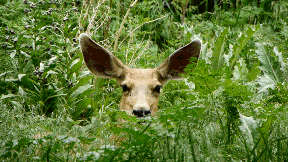 鹿 deer 盯 藏 一动不动 呆