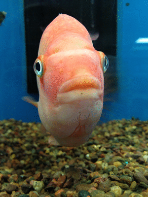 大鱼 鱼 橙色的鱼 动物