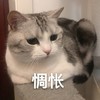 萌宠 猫星人 惆怅 难受 呆萌 可爱