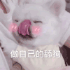 萌宠 猫星人 做自己的舔狗 害羞 搞怪 呆萌