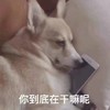 萌宠 汪星人 你到底在干嘛 怎么不理我 可爱 憨憨