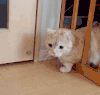 猫咪 体型 变化 可爱