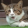沙雕猫 猫咪 猫 可爱猫 猫表情包 猫咪表情包 小猫