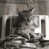 猫 睡觉 按摩