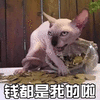 猫 萌宠 喵星人 钱都是我的啦 soogif sooguf出品