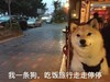 小黄狗 汪星人 凝视 深情 我一条狗 吃饭旅行 走走停停 斗图 搞笑 可爱