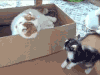 宠物 猫咪 动物 猫 GIF 萌 gif