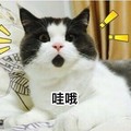 猫咪 惊讶 萌 哇哦